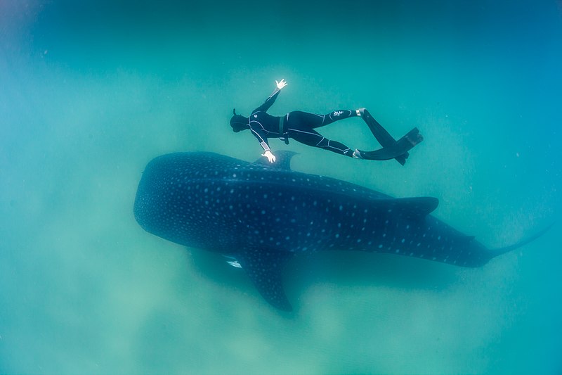 Image of Zanzibar diving