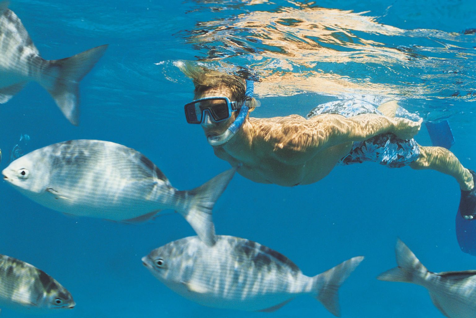 Best Places for Snorkeling In Clearwater Florida Scuba Diving Lovers