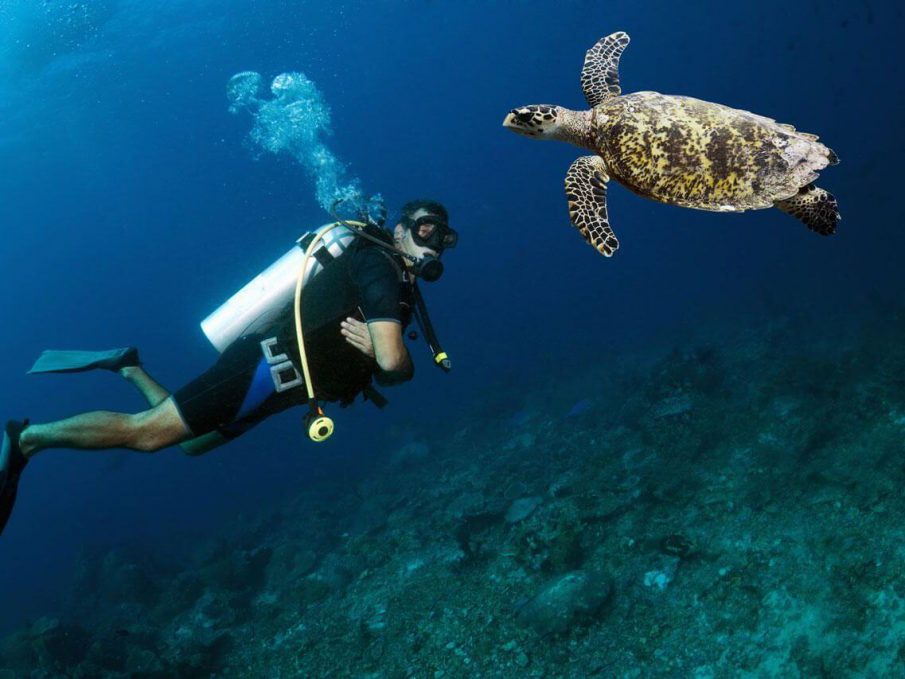 12 Snorkeling vs. Scuba Diving Differences - Scuba Diving Lovers